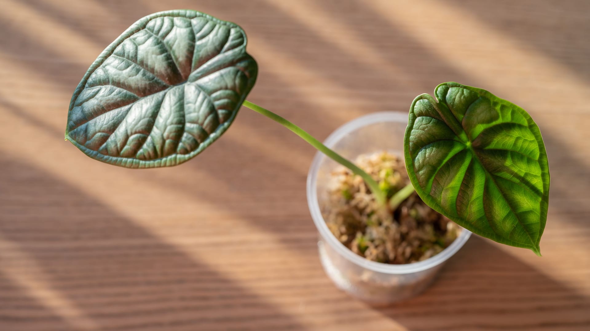 Alocasia, auch als Elefantenohr oder Pfeilblätter bekannt: Kennzeichnend sind die länglichen, spitzen Blätter.