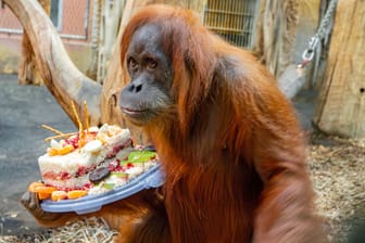 Sumatra-Orang-Utan Mokko: Bei ihrer eigenen Geburtsagstore macht die 41-Jährige keine Kompromisse.