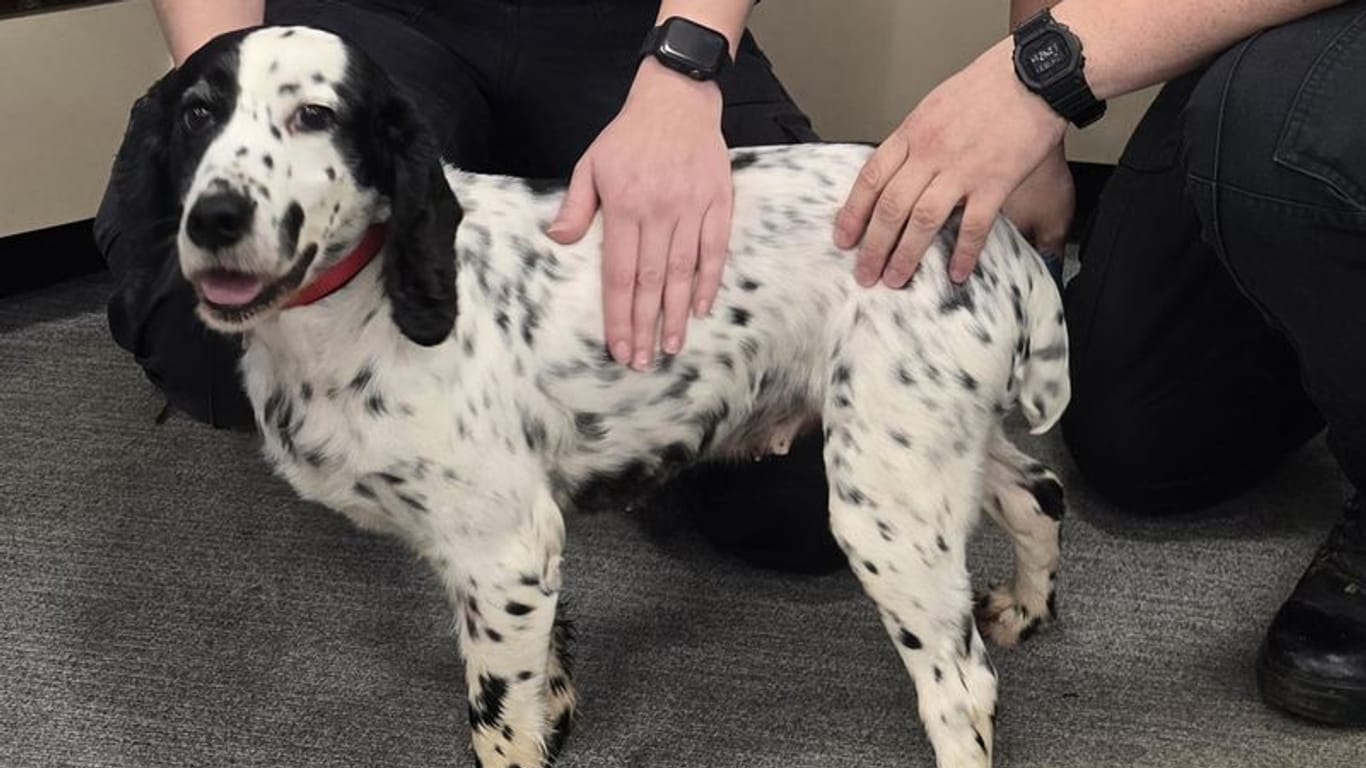 Daisy nach acht Jahren wieder bei ihren Besitzern.