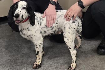 Daisy nach acht Jahren wieder bei ihren Besitzern.