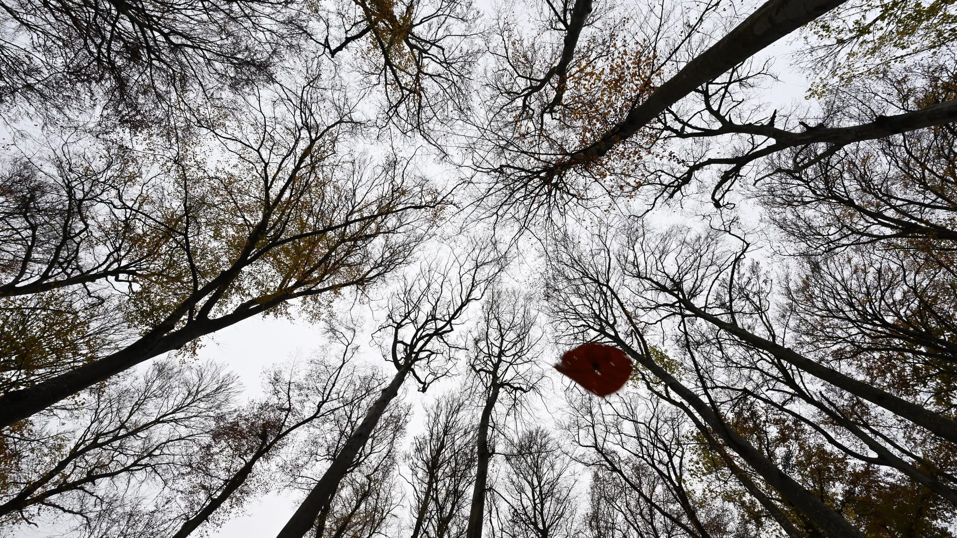 Herbstwald