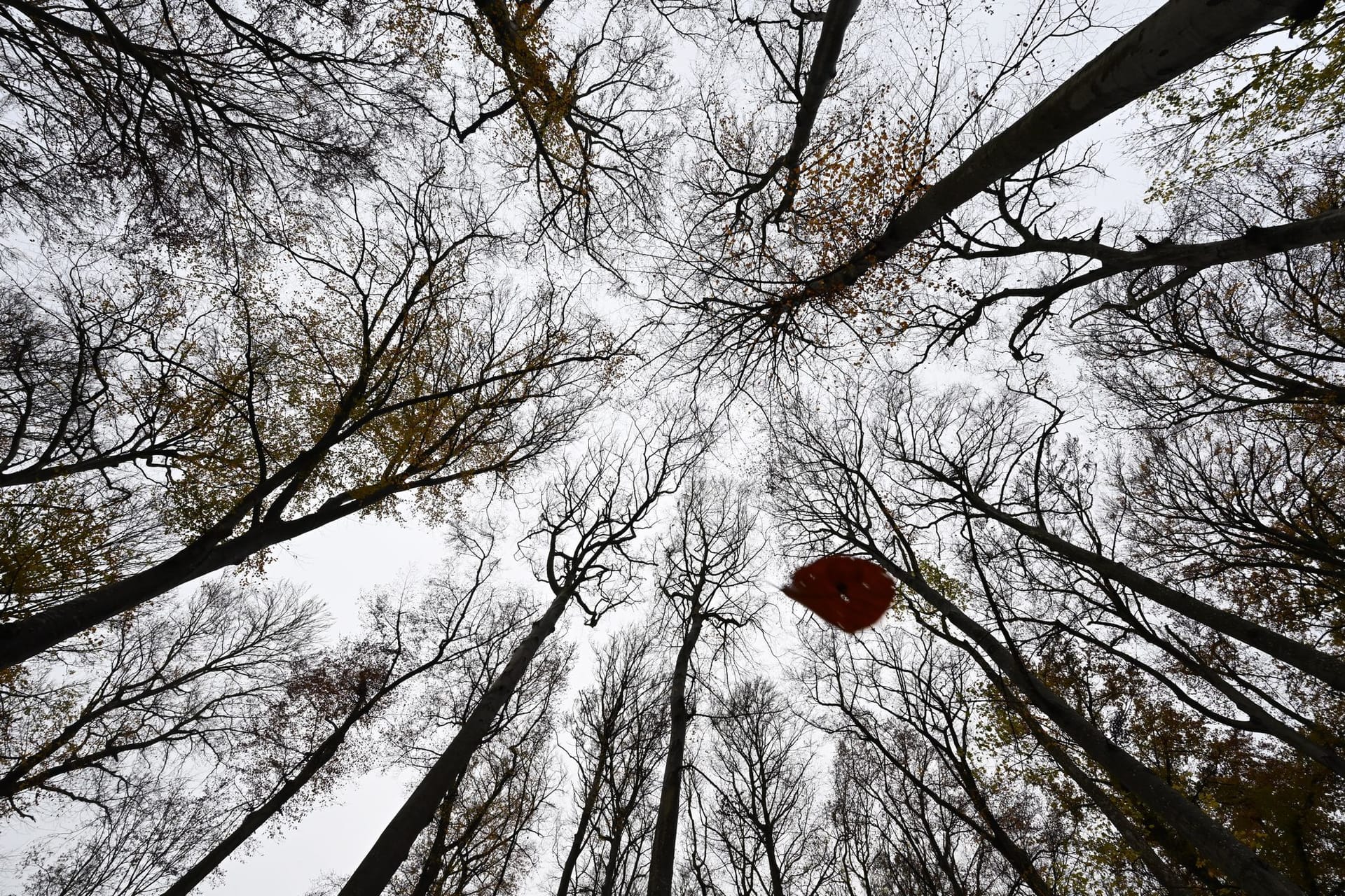 Herbstwald