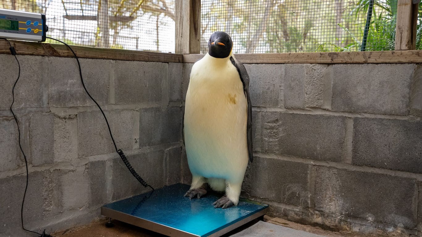 Kaiserpinguin strandet in Australien