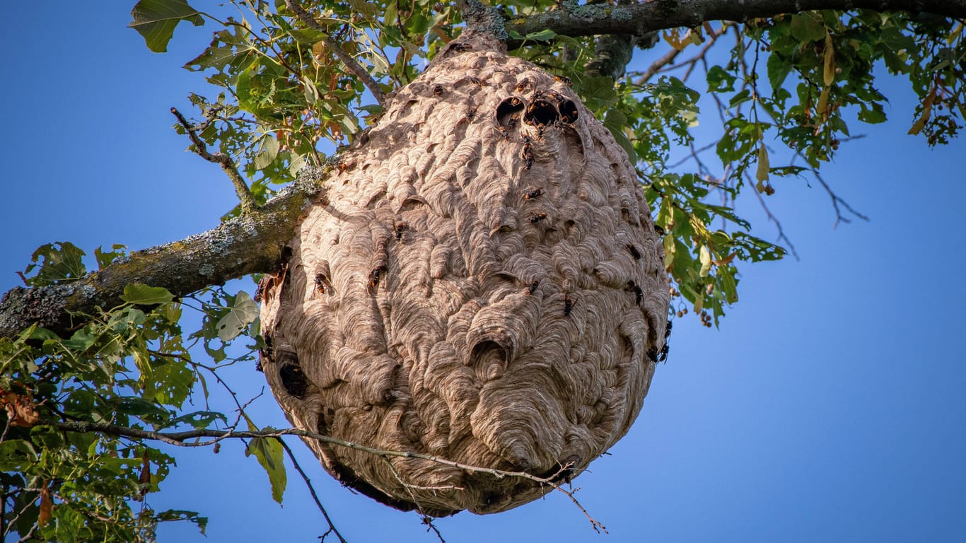 Ein Nest der asiatischen Hornisse (Symbolbild): Bei Bonn wurde ein solches entfernt.