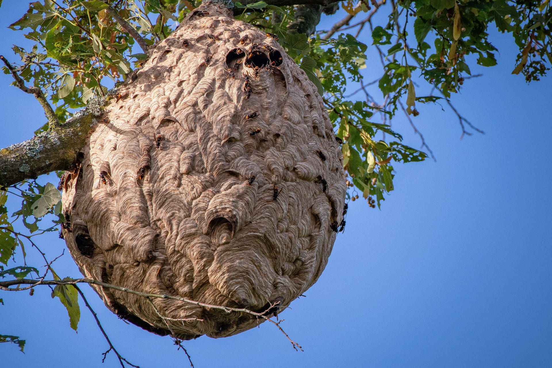 Ein Nest der asiatischen Hornisse (Symbolbild): Bei Bonn wurde ein solches entfernt.