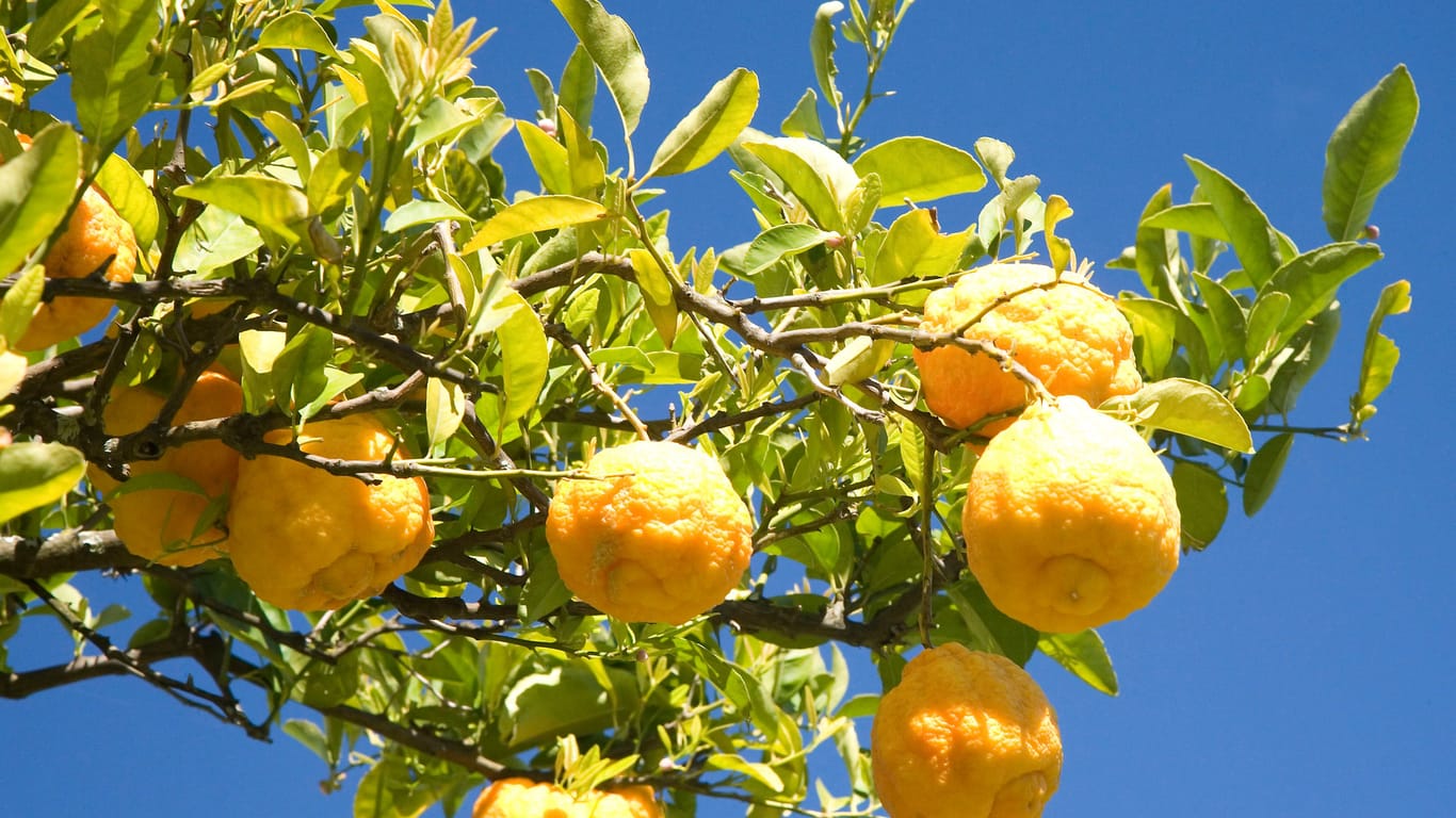 Schädlinge: Zitrusbäume auf Mallorca werden aktuell von einem Schädling heimgesucht.