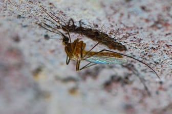 Mücken werden als Krankheits-Überträger gefährlicher