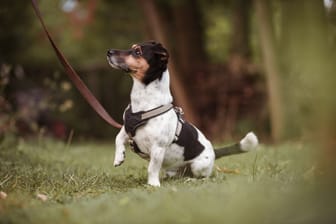 Paul im Tierheim: Der Jack Russell Terrier sucht ein neues Zuhause.