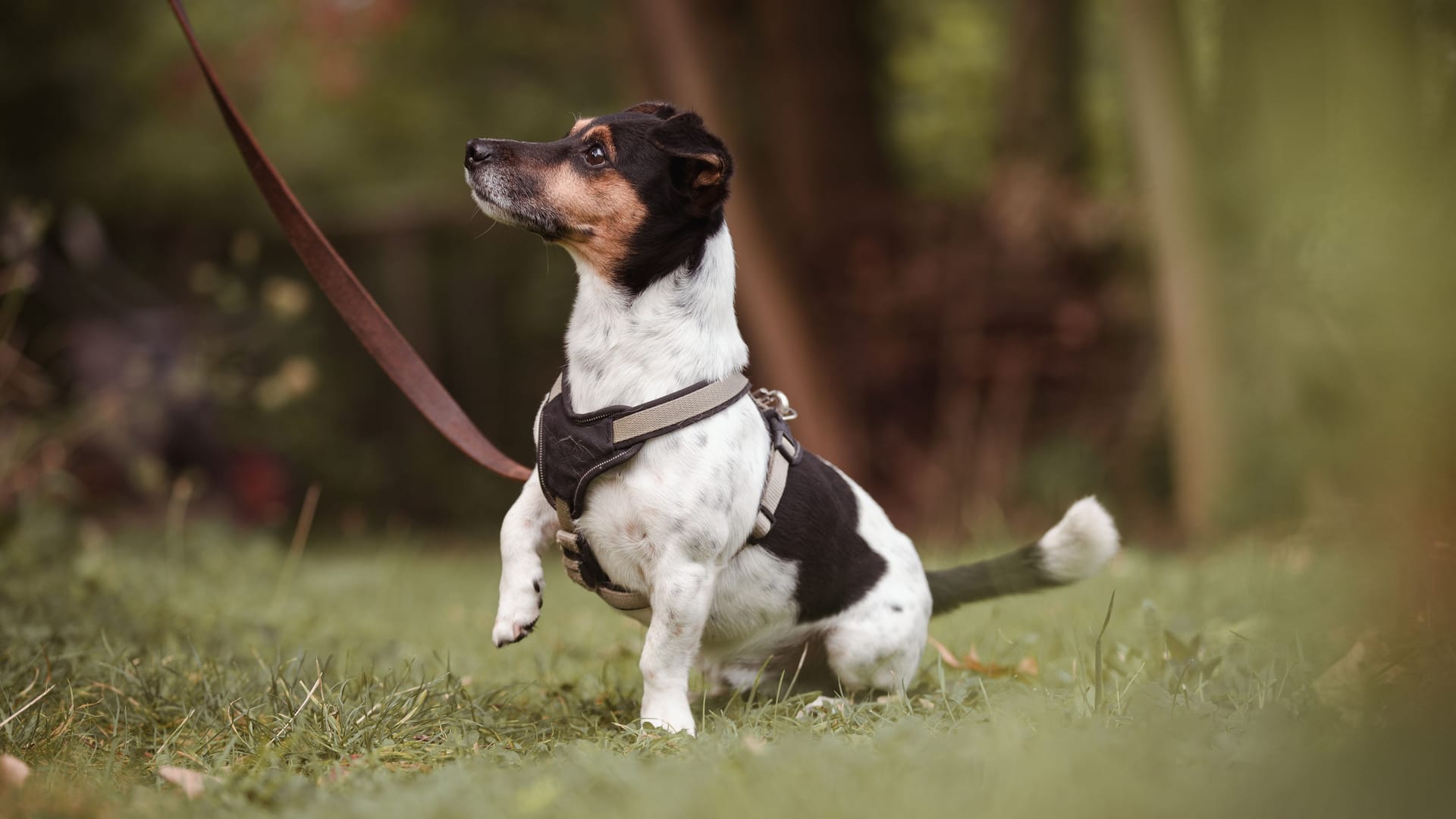 Paul im Tierheim: Der Jack Russell Terrier sucht ein neues Zuhause.