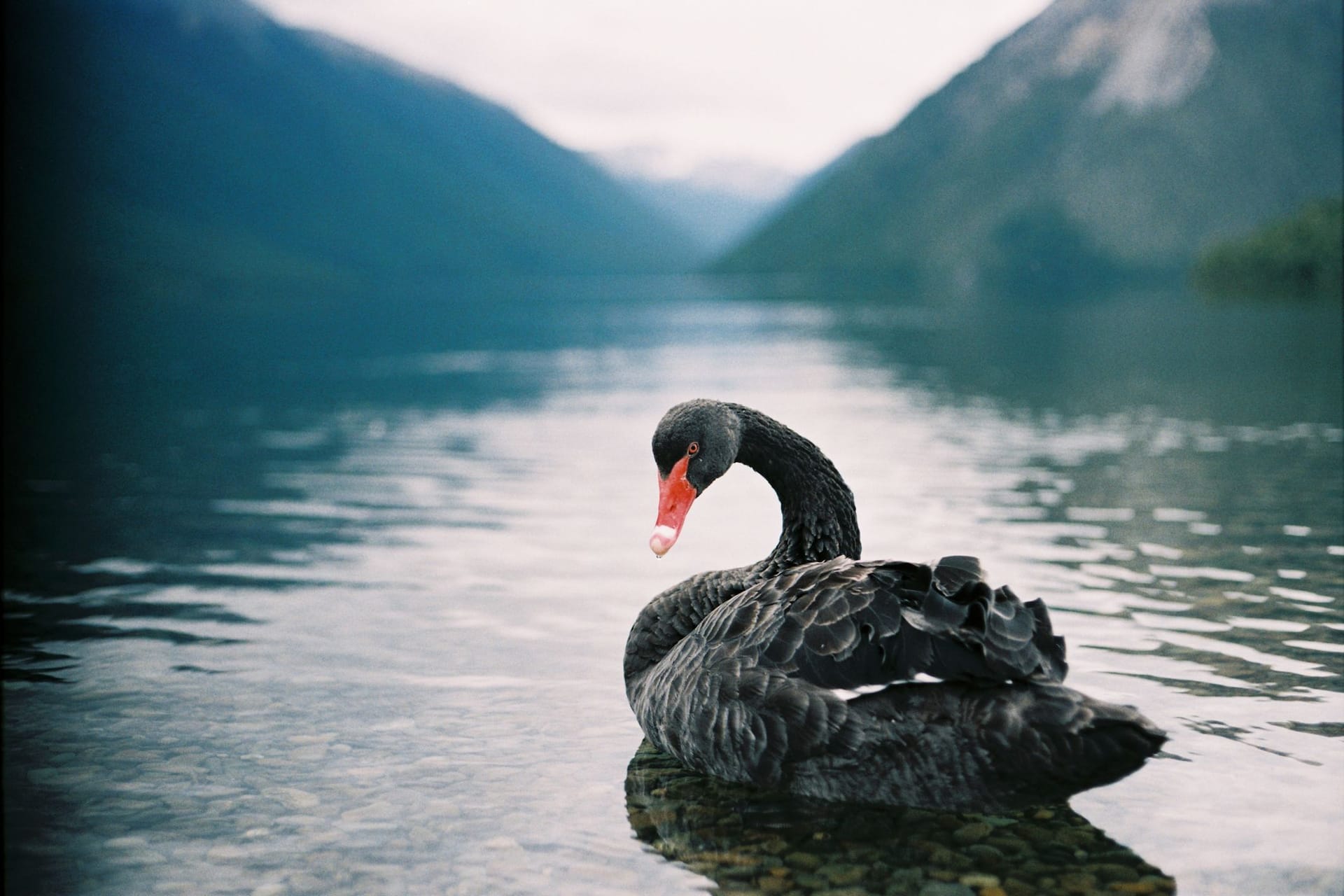 Schwarzer Schwan schwimmt auf dem See