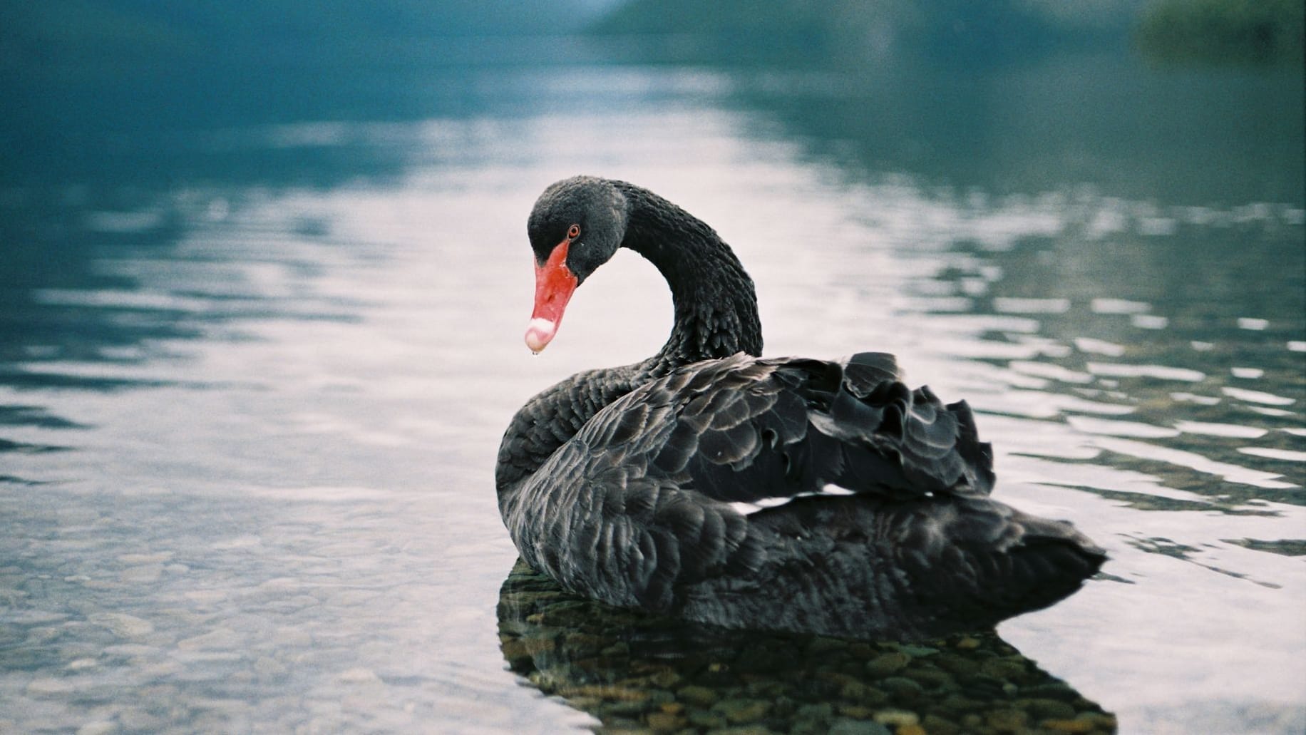 Schwarzer Schwan schwimmt auf dem See