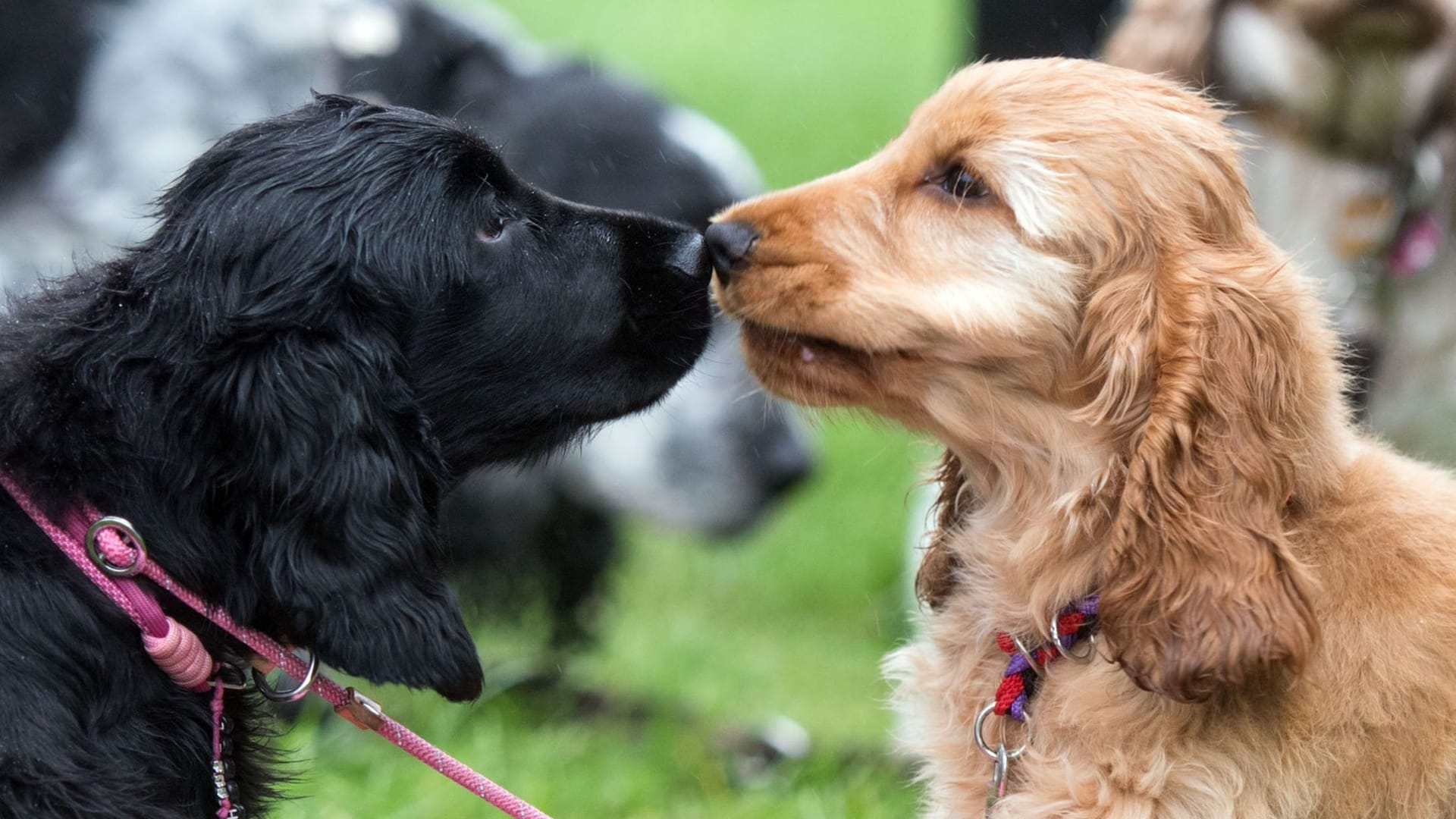 Fototermin Messe Hund & Pferd