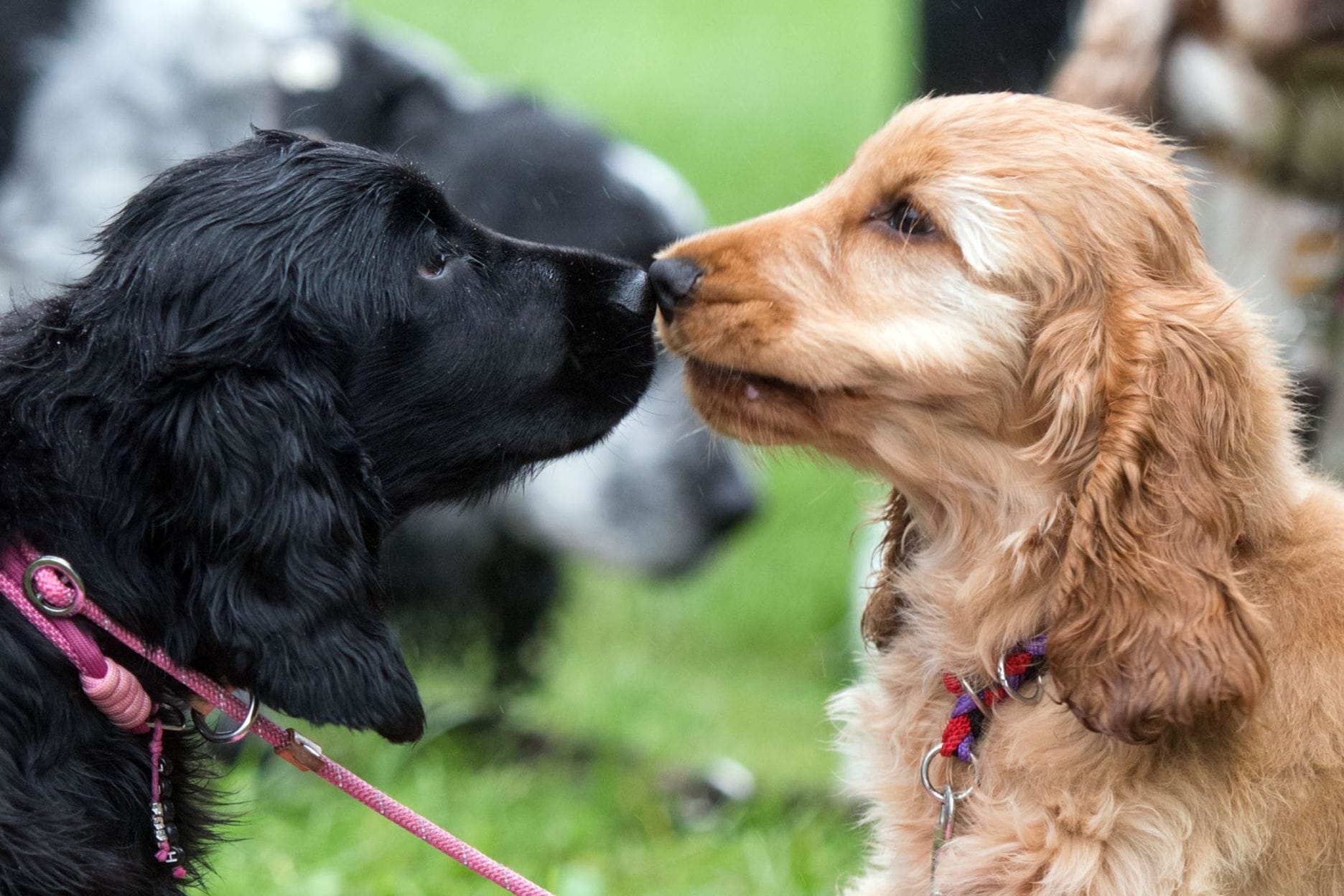 Fototermin Messe Hund & Pferd