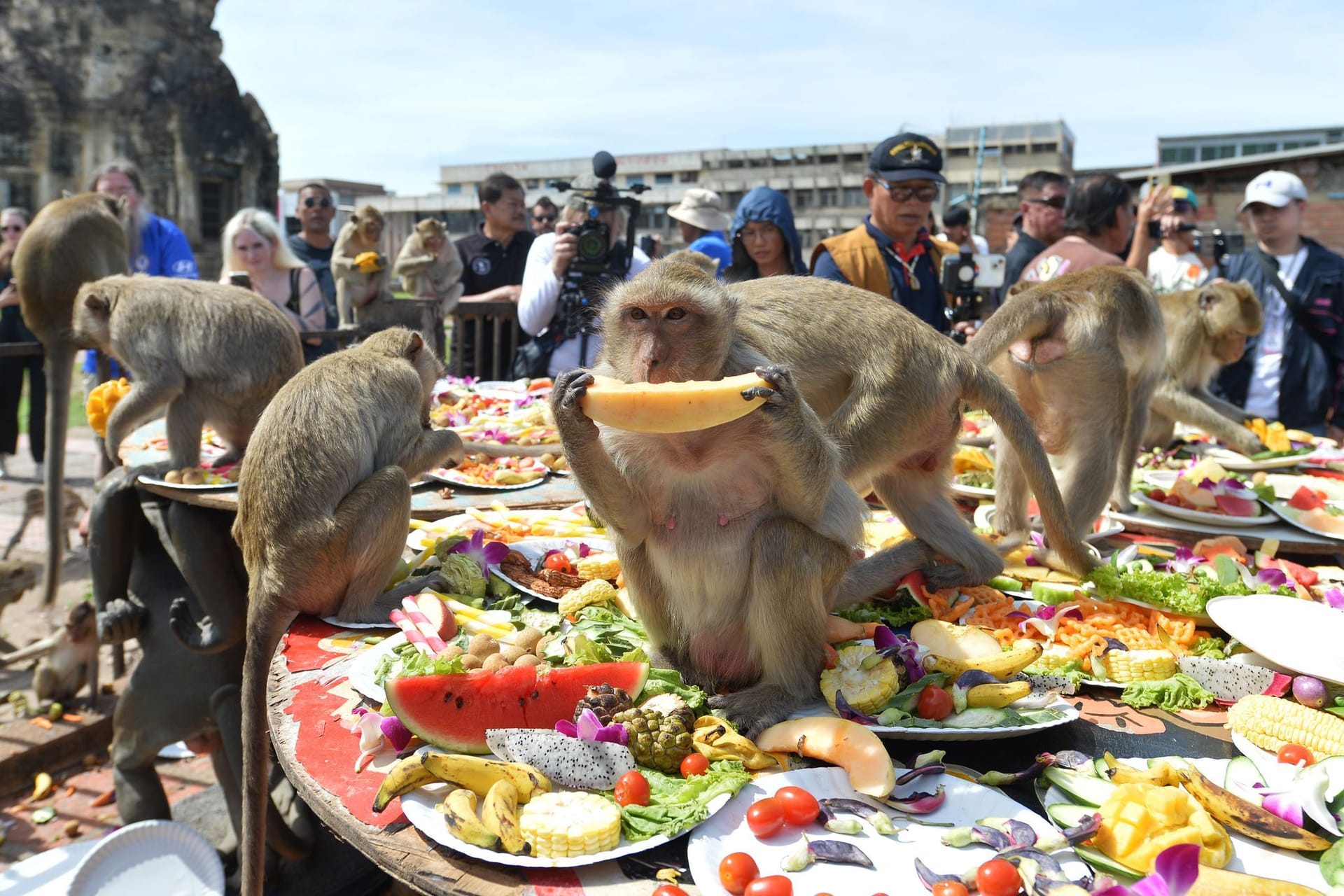 Festmahl für Affen in Thailand - Lopburi Monkey Festival