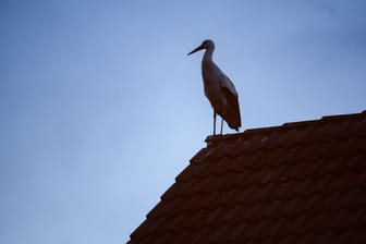 Storch