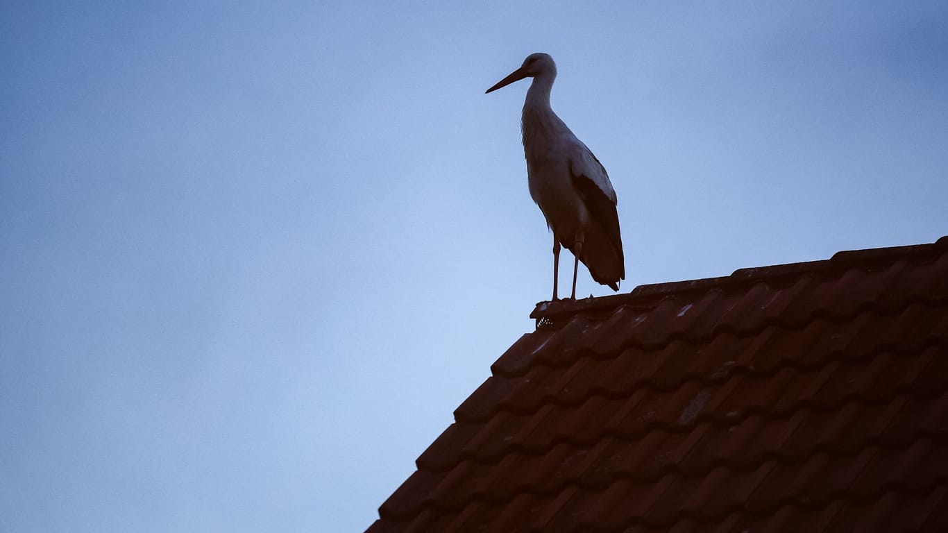 Storch