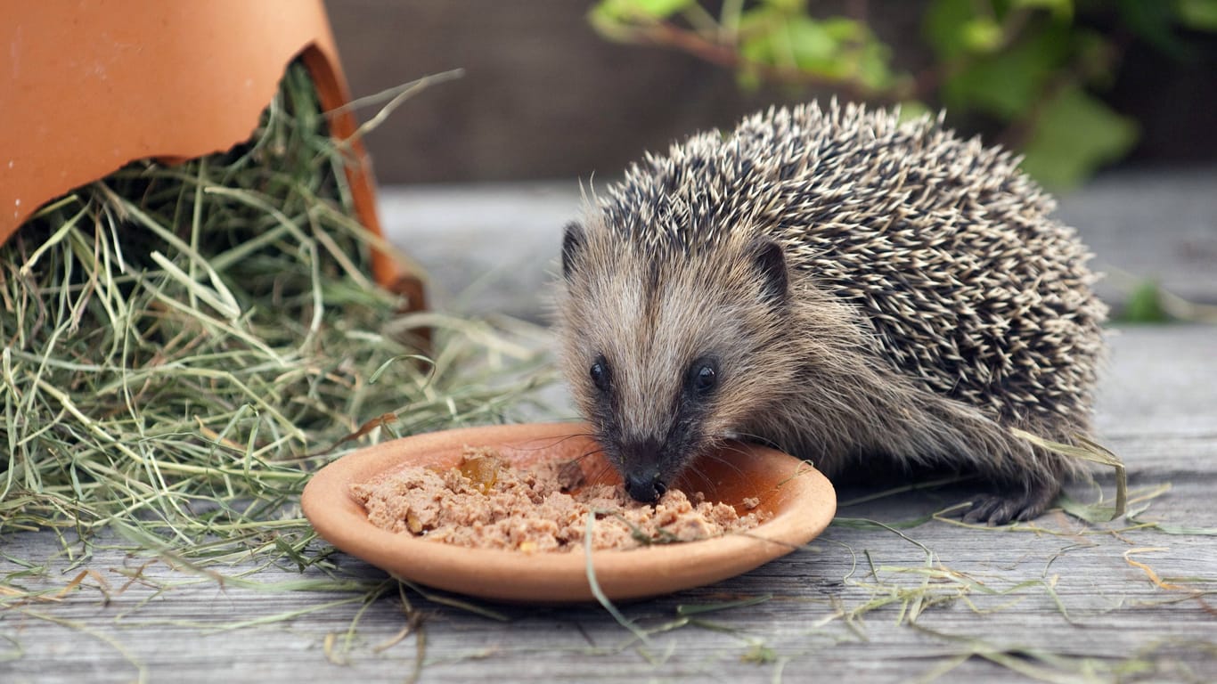 Ein Igel frisst Katzenfutter (Archivbild): Das Tierheim bittet Tierfreunde, sich selbst um die Igel zu kümmern.