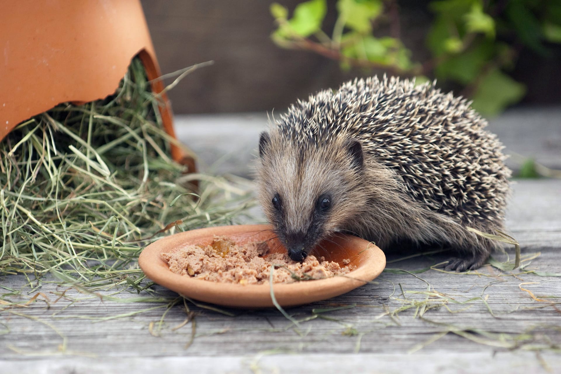 Ein Igel frisst Katzenfutter (Archivbild): Das Tierheim bittet Tierfreunde, sich selbst um die Igel zu kümmern.