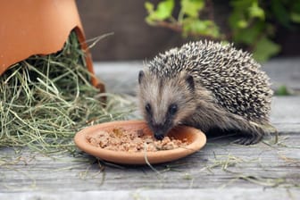 Ein Igel frisst Katzenfutter (Archivbild): Das Tierheim bittet Tierfreunde, sich selbst um die Igel zu kümmern.