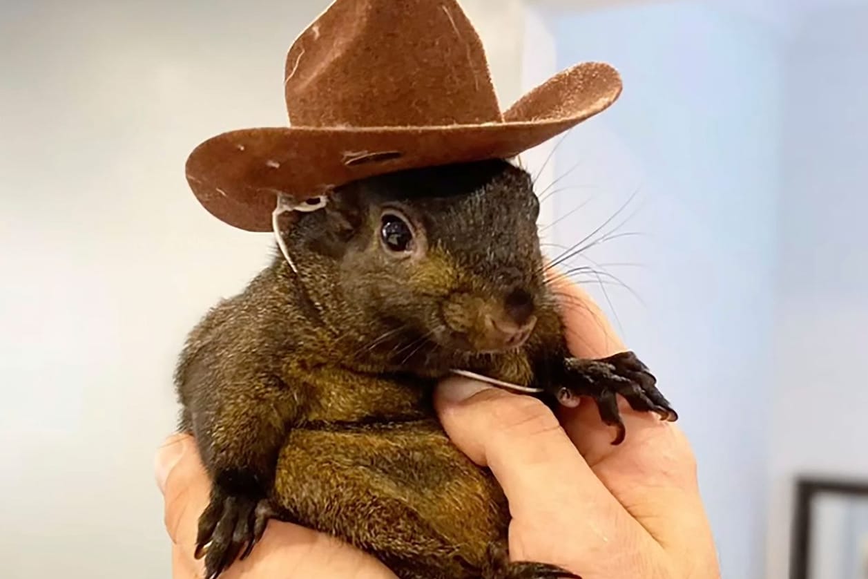 Das Eichhörnchen "Peanut" ist von US-Behörden beschlagnahmt worden. Sein Finder ist um den Verbleib besorgt.