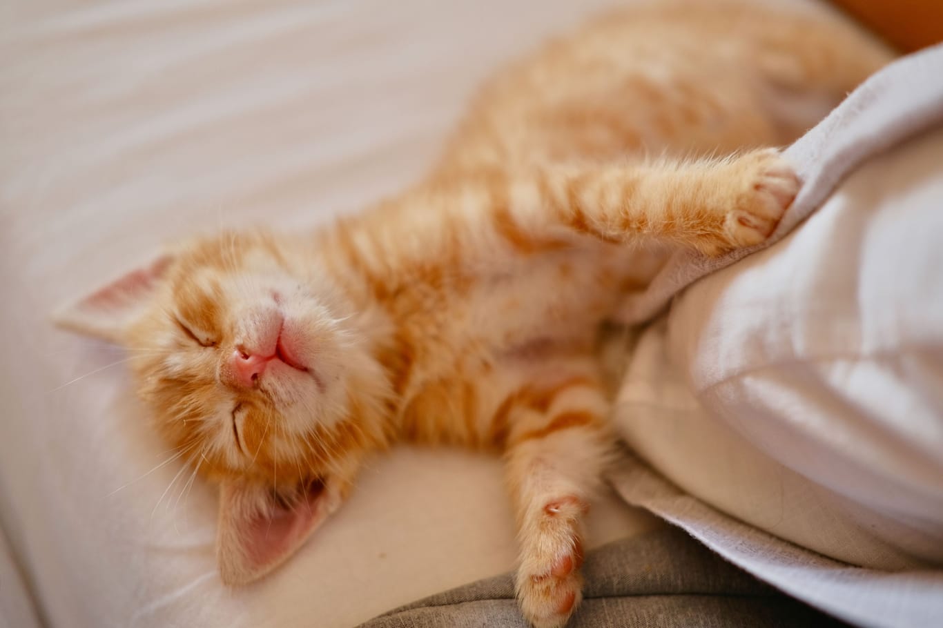 Closeup of a beautiful little baby blonde cat sleeping