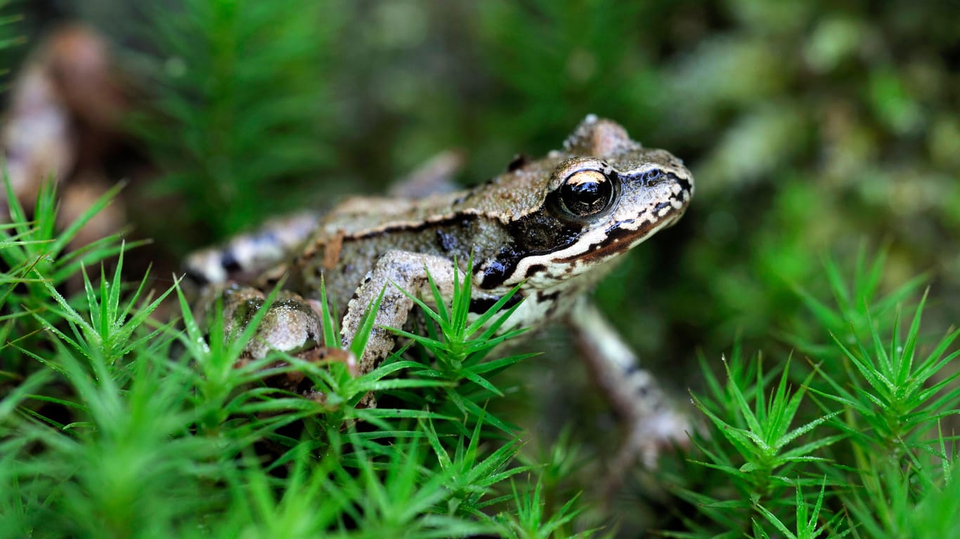 Bedroht und besonders: Der Moorfrosch ist stark gefährdet.