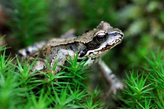 Bedroht und besonders: Der Moorfrosch ist stark gefährdet.