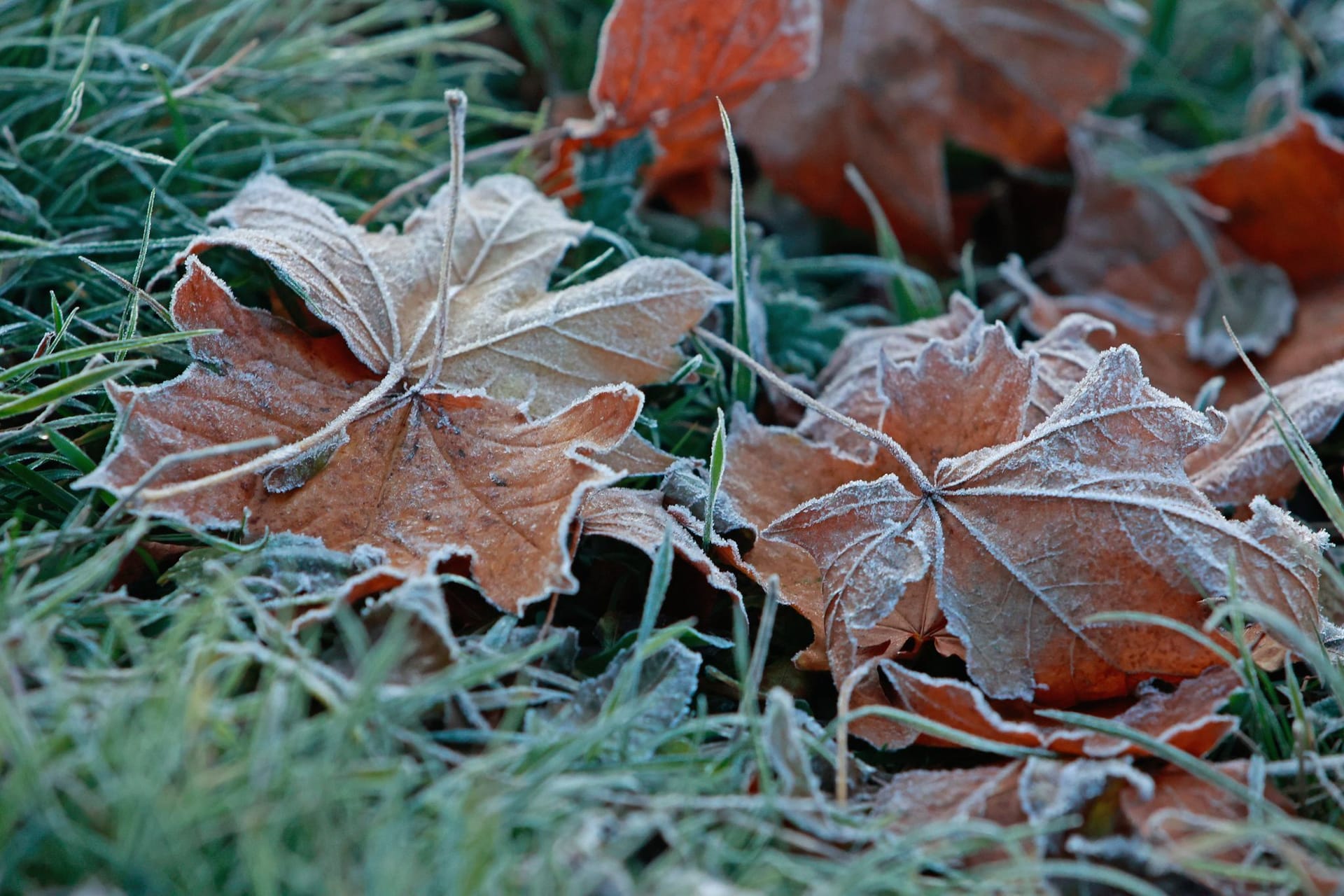 Frost - Wetter in Sachsen