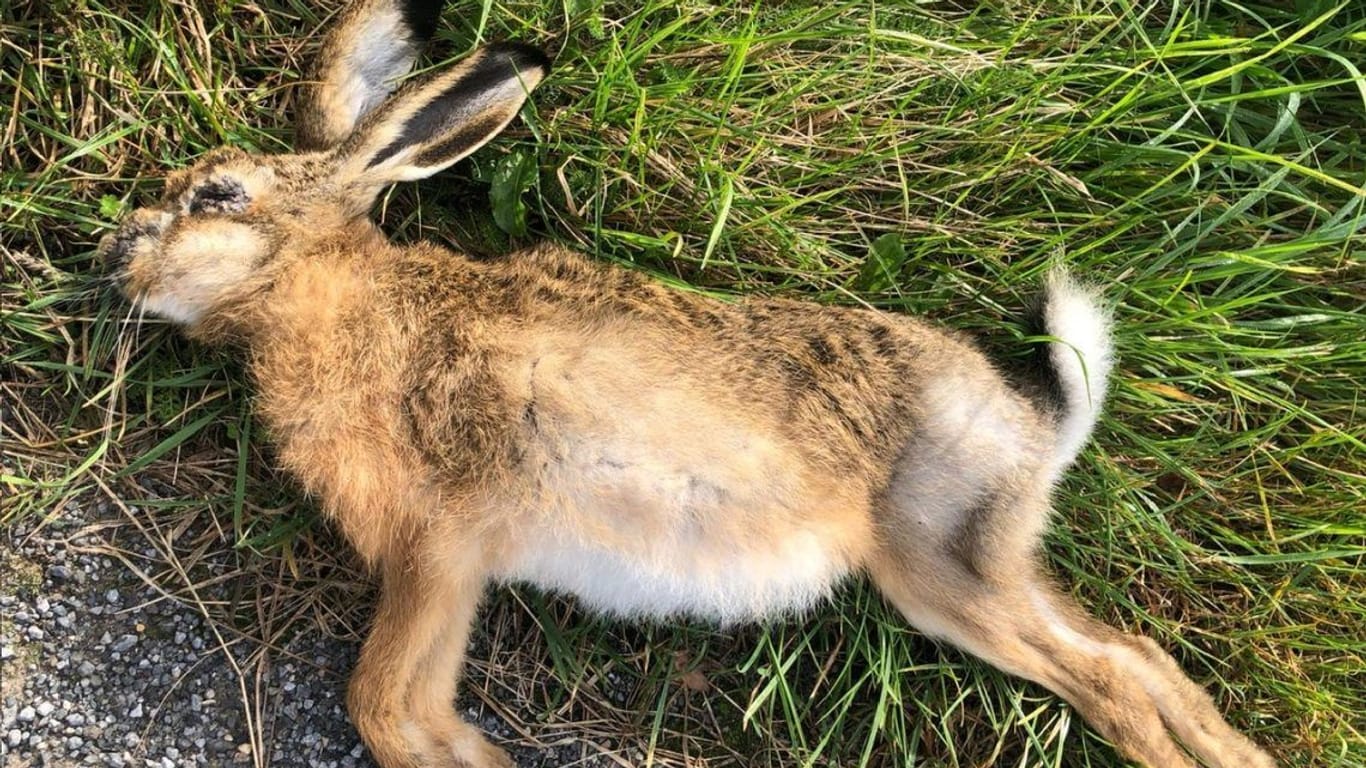 Toter Feldhase: Kranke Tiere entwickeln knotige Veränderungen an Maul, Nase, Genital und After, an inneren Organen treten Ödeme und Blutungen auf.