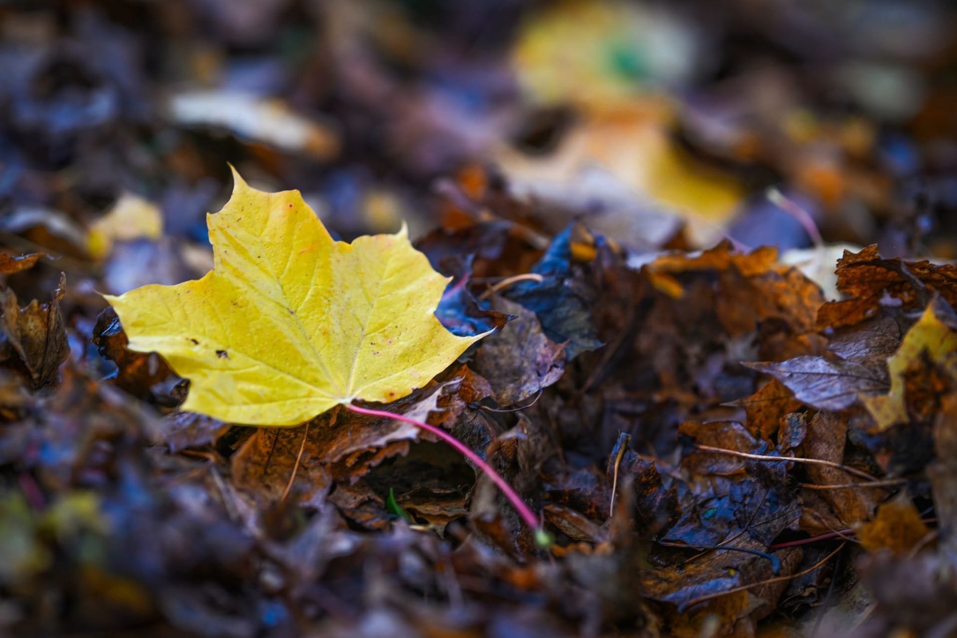 Herbstliches Wetter