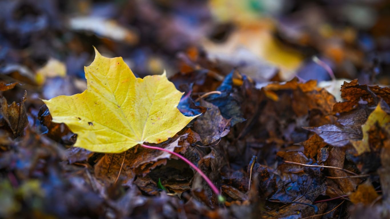 Herbstliches Wetter