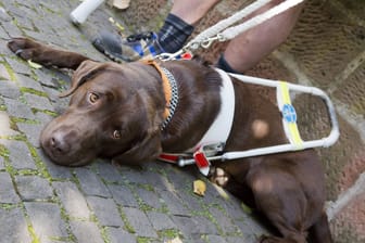 Assistenzhunde (Symbolfoto) haben laut Teilhabestärkungsgesetz auch dort Zutritt, wo Hunde normalerweise verboten sind.