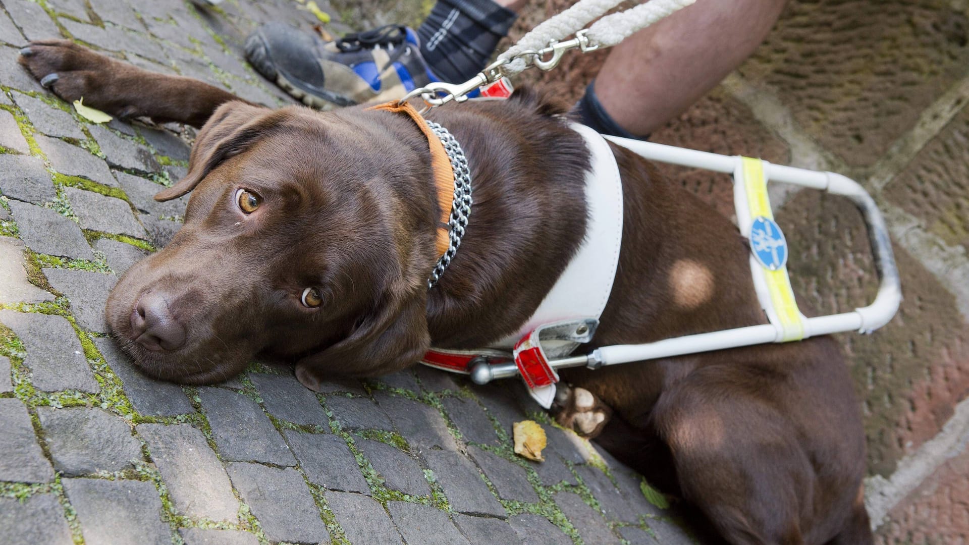 Assistenzhunde (Symbolfoto) haben laut Teilhabestärkungsgesetz auch dort Zutritt, wo Hunde normalerweise verboten sind.