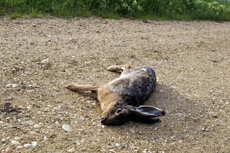 Toter Feldhase (Symbolbild): Menschen sollen Abstand wahren und auch ihre Katzen und Hunde fernhalten.