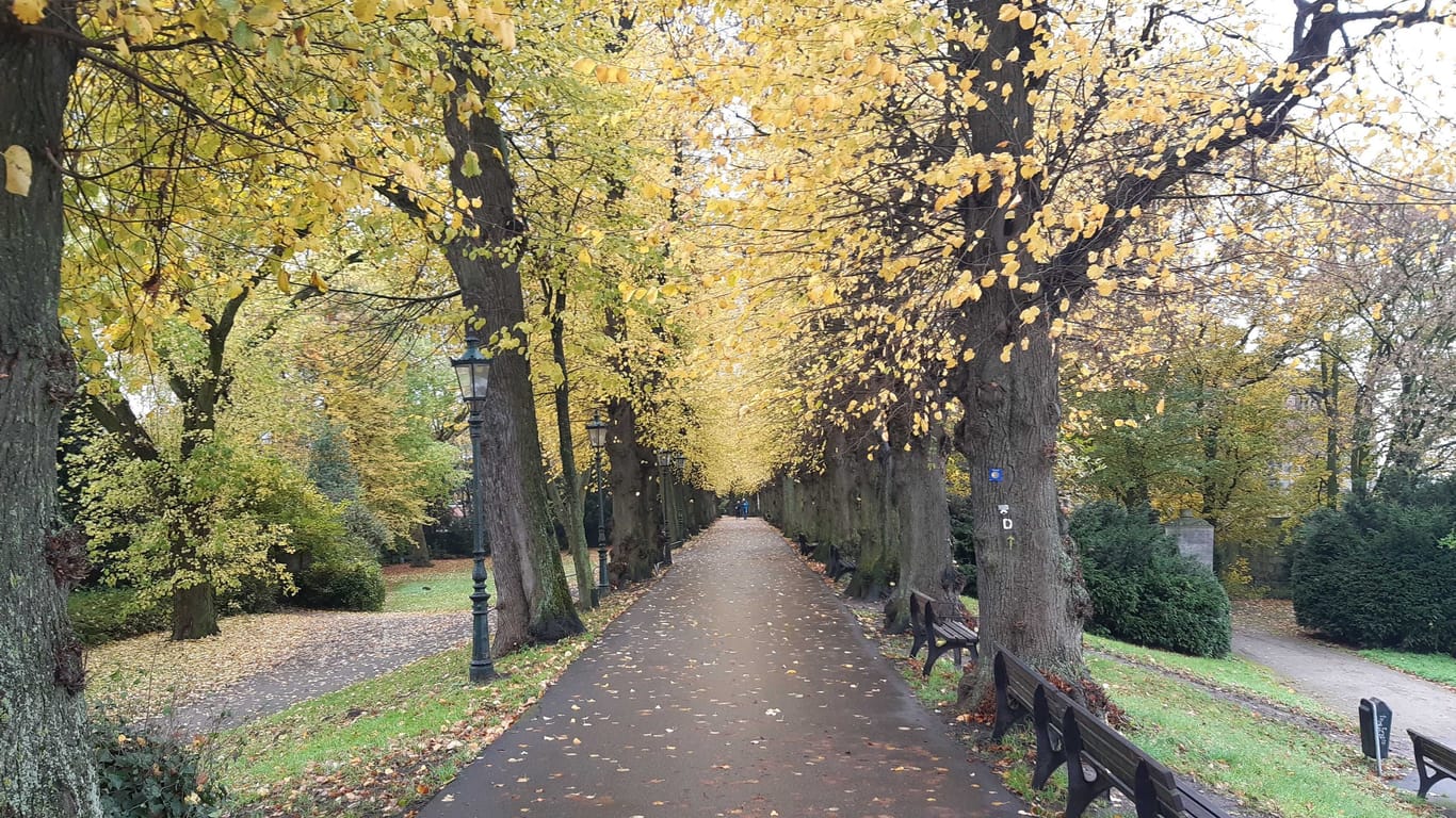 Lindenallee am Rhein: Hier lohnen sich Wanderungen und Radtouren.