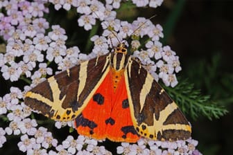 «Spanische Flagge» ist Schmetterling des Jahres