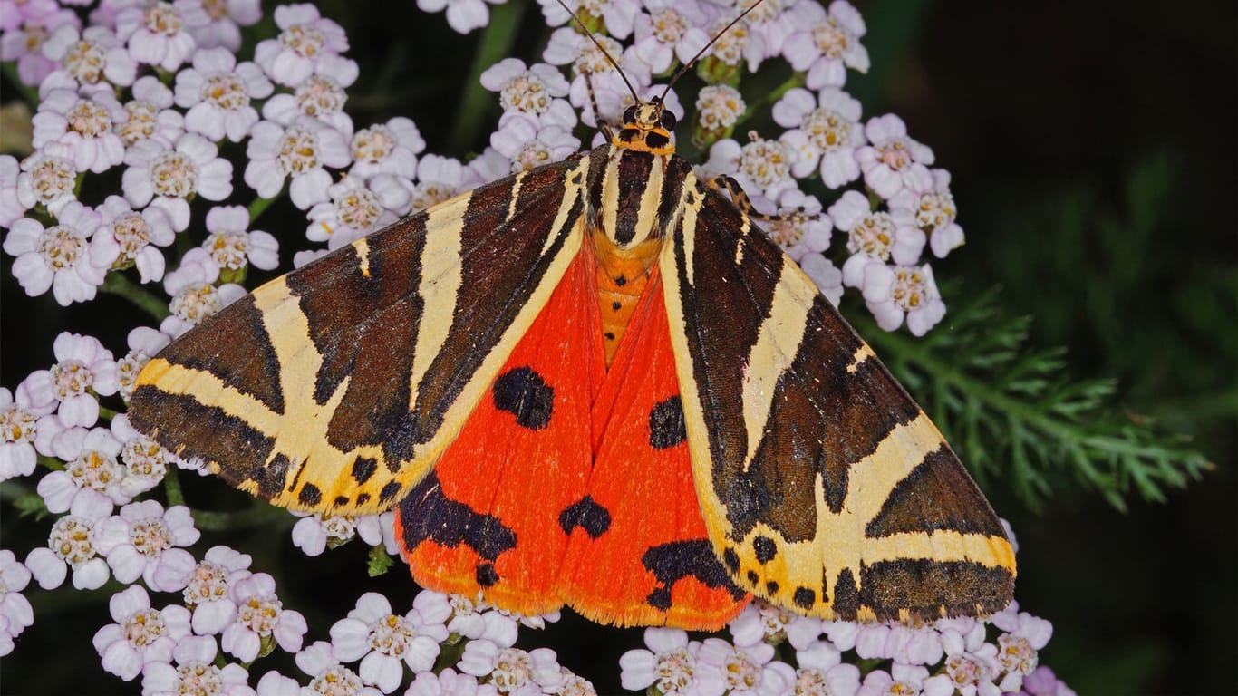 «Spanische Flagge» ist Schmetterling des Jahres