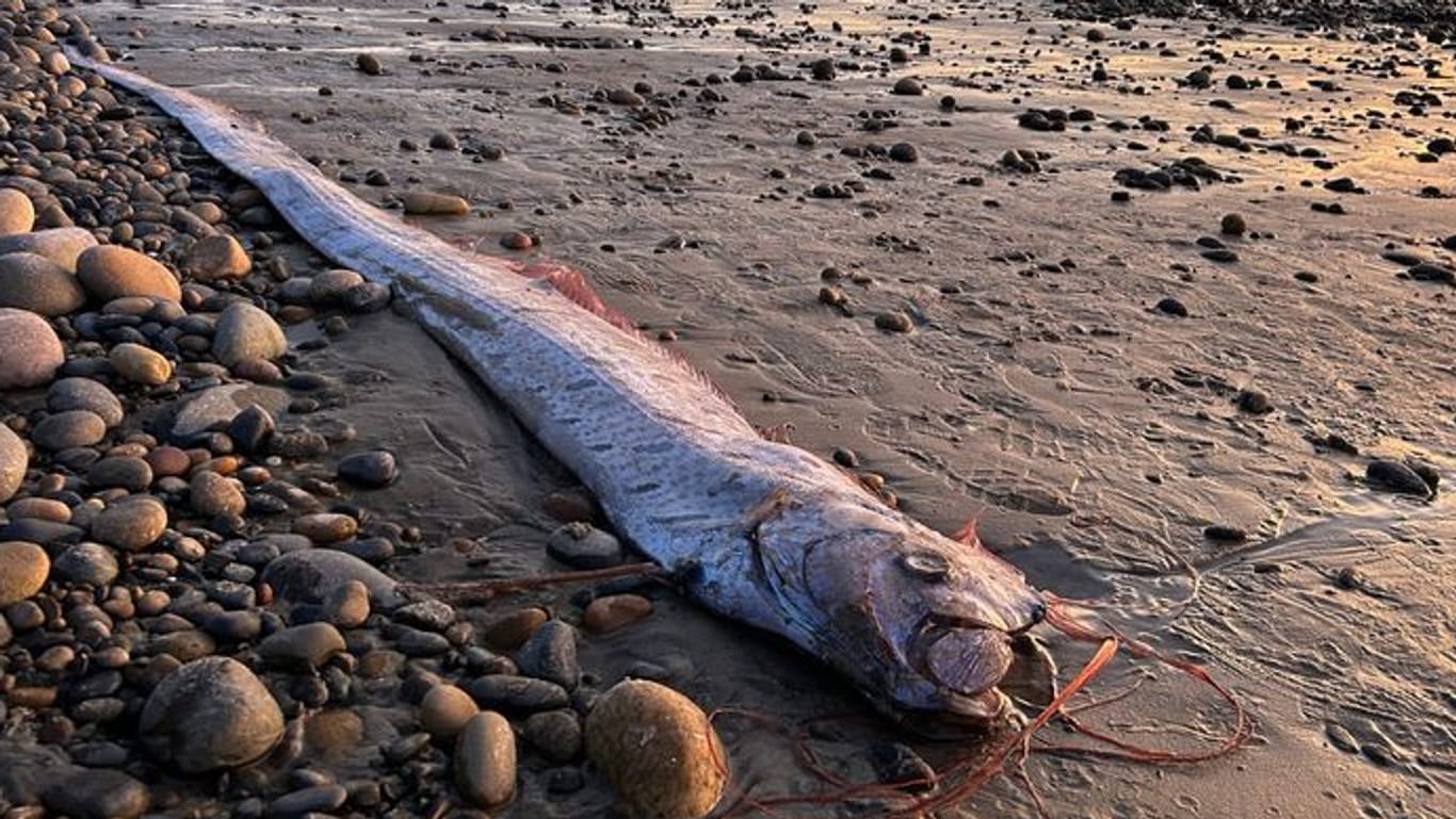 Ein Riemenfisch liegt am Strand: Innerhalb kurzer Zeit wurden mehrere der seltenen Tiere am Strand gefunden.