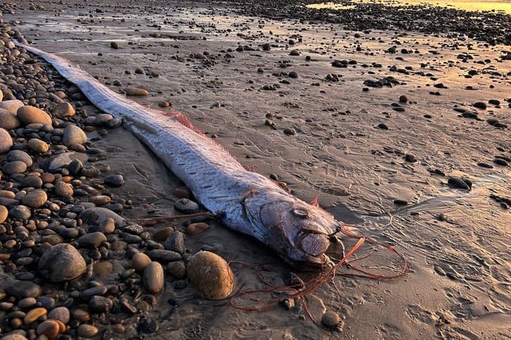 Ein Riemenfisch liegt am Strand: Innerhalb kurzer Zeit wurden mehrere der seltenen Tiere am Strand gefunden.