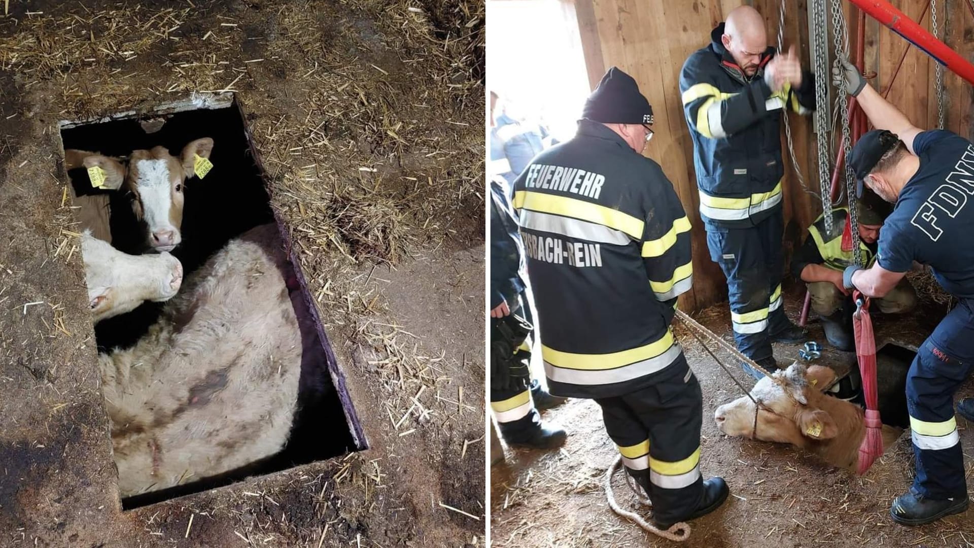 Die Kühe waren in einen Hohlraum gefallen: Die Feuerwehr befreite sie aus der misslichen Lage.