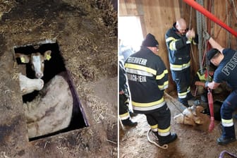 Die Kühe waren in einen Hohlraum gefallen: Die Feuerwehr befreite sie aus der misslichen Lage.