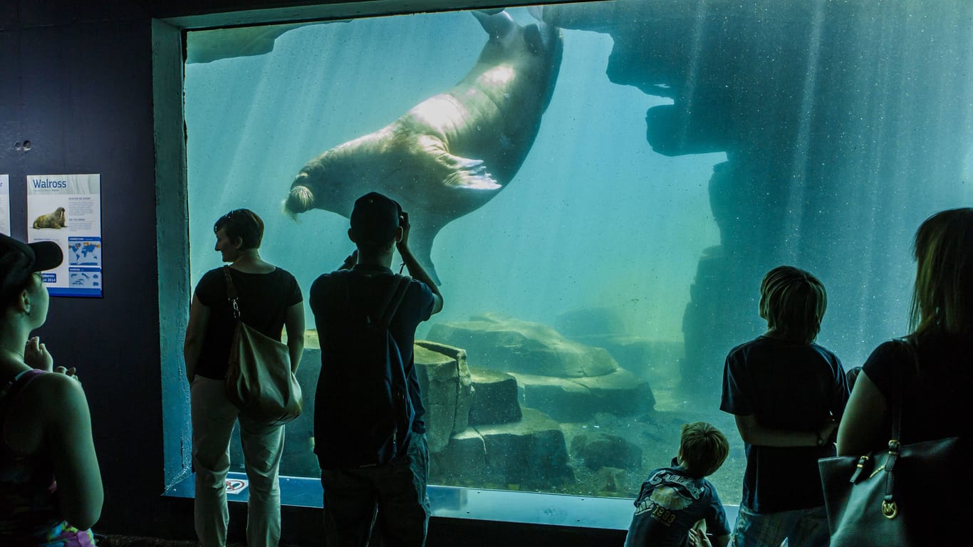 Das Eismeer in Hagenbecks Tierpark (Archivbild): Mit einem Walross erlebte die schwer kranke Maria einen magischen Moment.