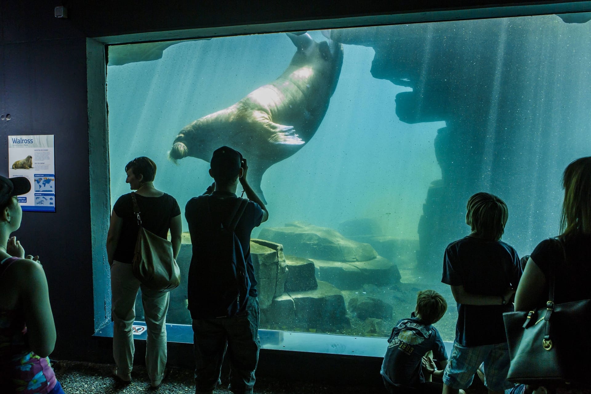 Das Eismeer in Hagenbecks Tierpark (Archivbild): Mit einem Walross erlebte die schwer kranke Maria einen magischen Moment.