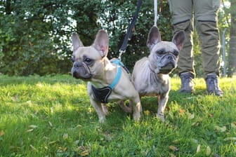 Kelly und Peanut im Tierheim Braunschweig: Die beiden Französischen Bulldoggen suchen ein neues Zuhause.