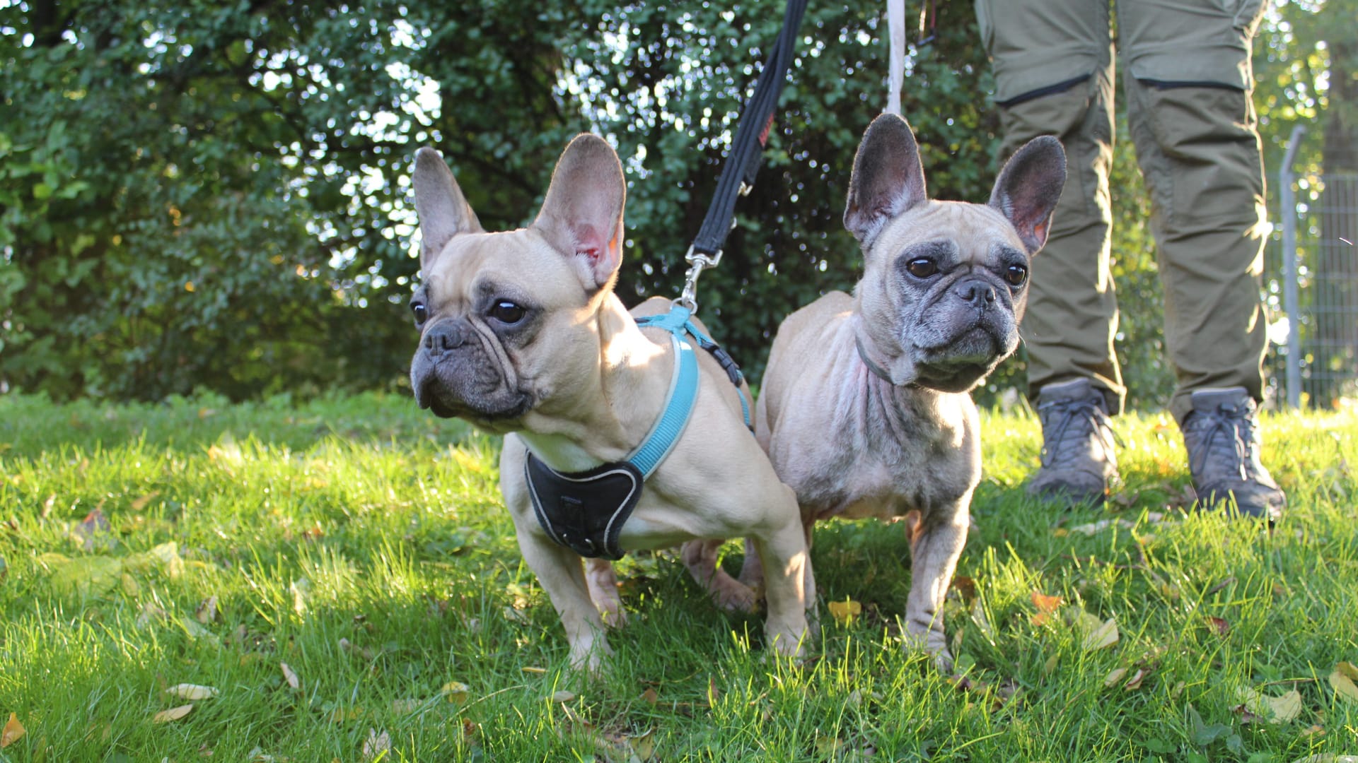 Kelly und Peanut im Tierheim Braunschweig: Die beiden Französischen Bulldoggen suchen ein neues Zuhause.