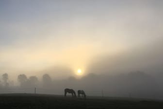 Pferde im Morgennebel