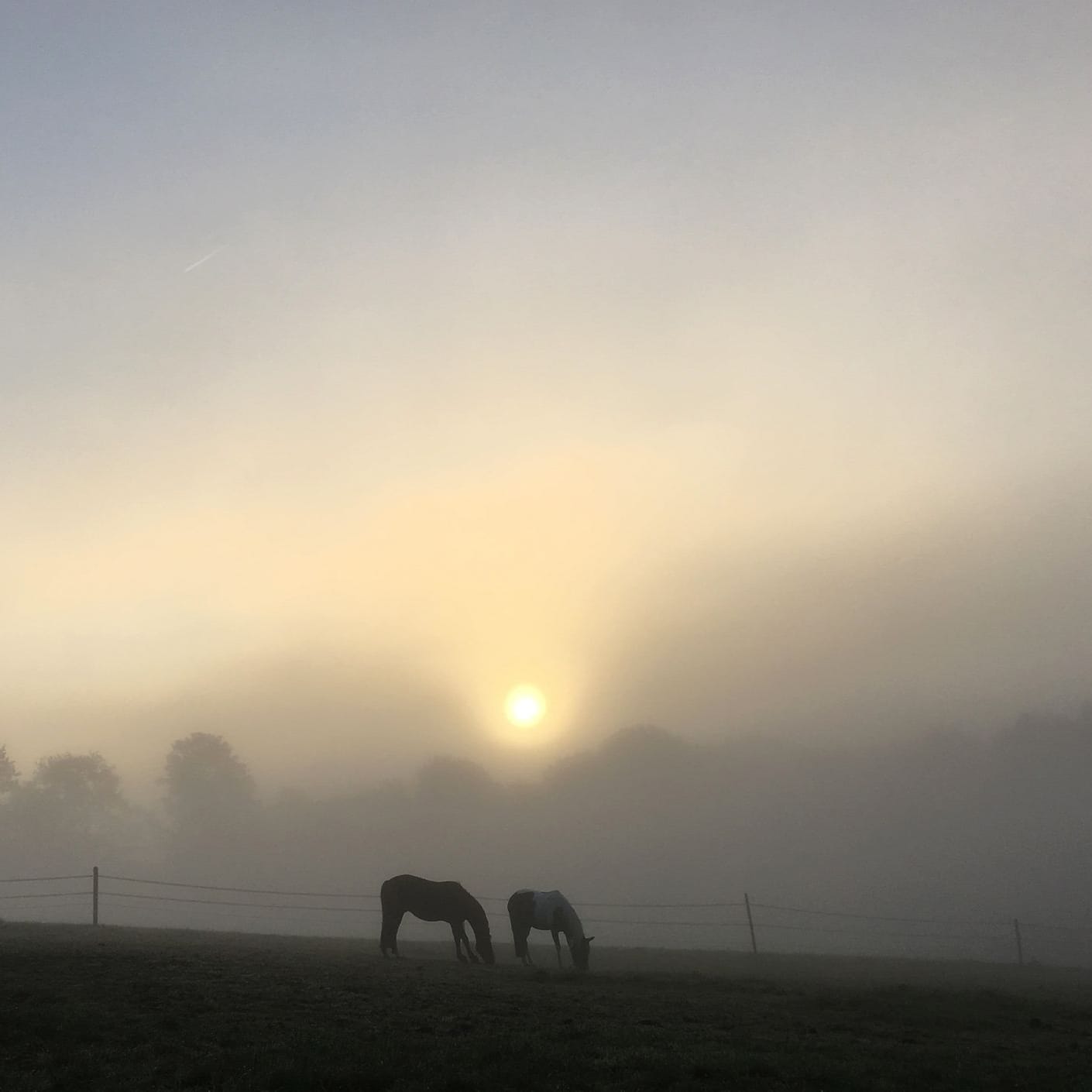 Pferde im Morgennebel