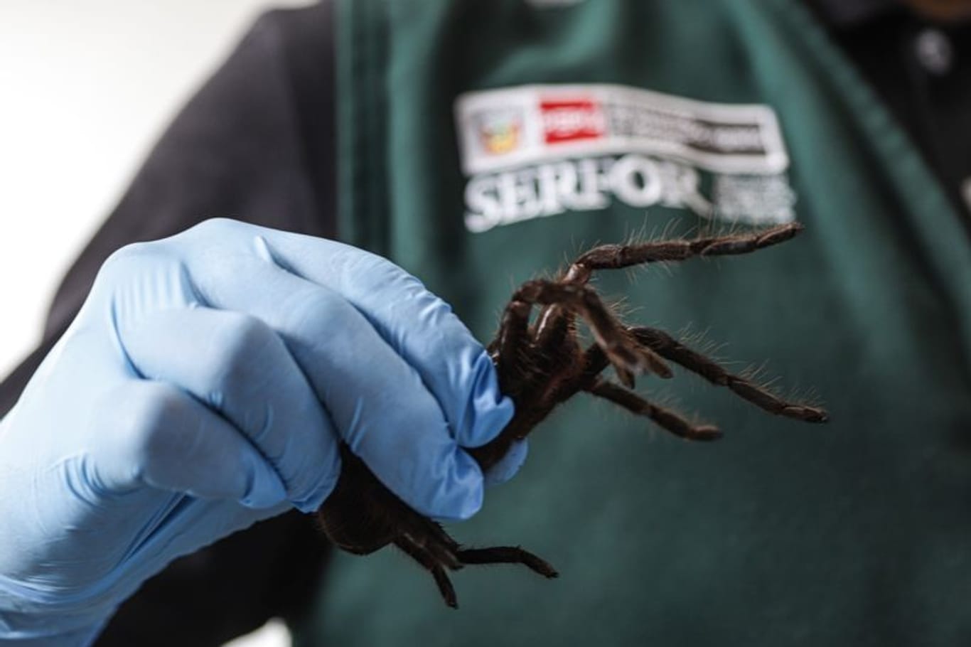 Ein Mitarbeiter der nationalen Forst- und Wildtierbehörde von Peru zeigt eine geschützte Vogelspinne. Ein Mann wurde festgenommen.