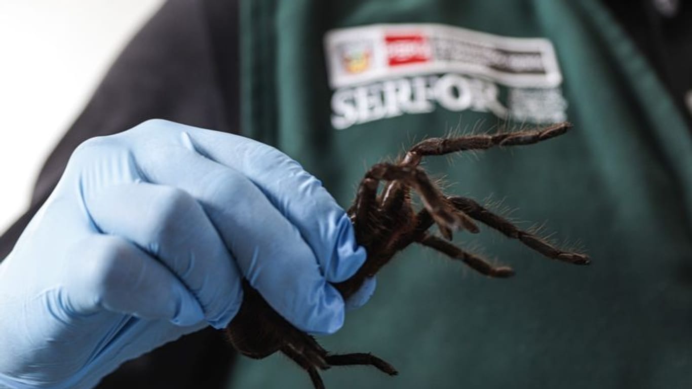 Ein Mitarbeiter der nationalen Forst- und Wildtierbehörde von Peru zeigt eine geschützte Vogelspinne. Ein Mann wurde festgenommen.