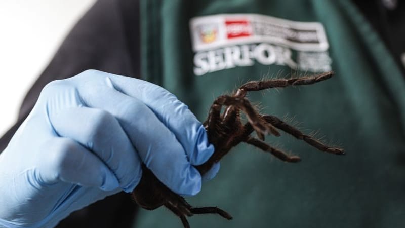 Ein Mitarbeiter der nationalen Forst- und Wildtierbehörde von Peru zeigt eine geschützte Vogelspinne. Ein Mann wurde festgenommen.